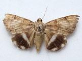 Achaea catella